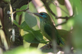 Yellow-fronted Barbet, Kithulgala, Sri Lanka