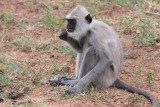Tufted Grey Langur, Bundala NP, Sri Lanka