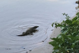 Sri Lanka - Animals