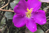 Flower at Horton Plains NP