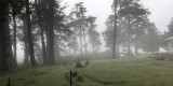 Misty morning at Horton Plains NP