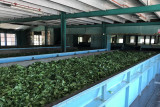 The tea processing factory