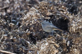 Black Redstart, Ardmore, Clyde