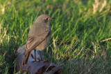 Black Redstart, Ardmore, Clyde
