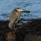 Grey heron, Cardwell Bay-Gourock, Clyde