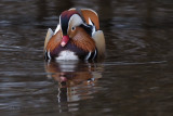 Mandarin Duck, Balloch, Clyde