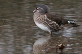 Mandarin Duck, Balloch, Clyde