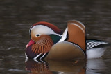 Mandarin Duck, Balloch, Clyde
