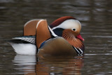 Mandarin Duck, Balloch, Clyde