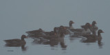 Greylag Geese in the fog, Strathclyde CP, Clyde