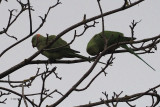 Ring-necked Parakeet, Victoria Park, Glasgow