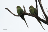 Ring-necked Parakeet, Victoria Park, Glasgow