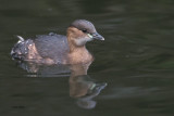 Little Grebe, Victoria Park, Glasgow