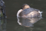 Little Grebe, Victoria Park, Glasgow