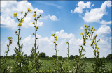 Wlid Sunflowers