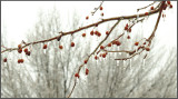 Chilled Cherries