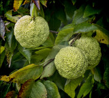 Hedge Apples