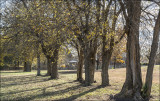 Osage Orange Hedge Row