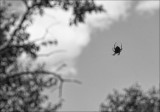 Spider On My Window