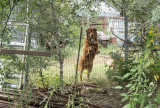 Gentle Junkyard Dog