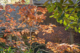 Japanese Maple