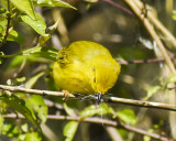 YELLOW WARBLER