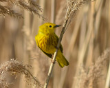 YELLOW WARBLER