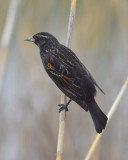 RED-WINGED BLACKBIRD