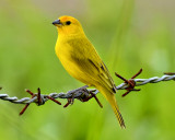 SAFFRON FINCH