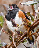 EASTERN TOWHEE