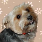 reggie_the_yorkie_lhasa