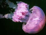 Jellyfish, Aberdeen Typhoon Shelter, Hong Kong