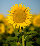 Sacramento Valley Sunflowers