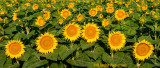 Sacramento Valley Sunflowers