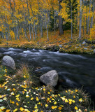 Eastern Sierra Fall Colors