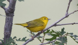 Yellow warbler