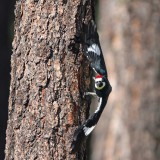 Acorn woodpecker taking off