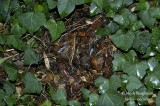 694-Hedgehog-winter-nest