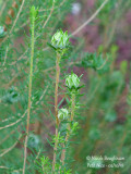 Bruyère Erica scoparia et sa galle Dasineura ericae scopariae - Galle en artichaut  