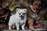Tiny Teacup male Pomsky puppy