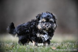 Teacup Pomsky Harold