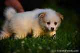 White Pomsky girls