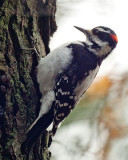 Downy Woodpecker 09083 copy.jpg