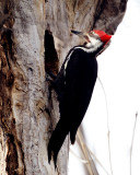 Pileated Woodpecker 09068 copy.jpg