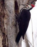 Pileated Woodpecker 09072 copy.jpg