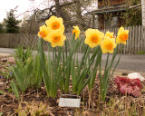 Daffodils 7017 copy.jpg
