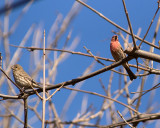 Red Headed Sparrow 09162 copy.jpg