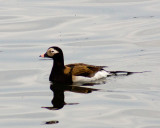 Longtailed Duck 09456 copy.jpg