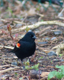 Red-winged Blackbird 09470 copy.jpg