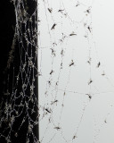 Spider Web 7505 copy.jpg